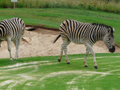 1 Legend Golf Safari Resort Zebras auf dem Golfplatz