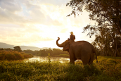 Anantara Golden Triangle Elephant Camp Resort Spa Elephant and Mahout