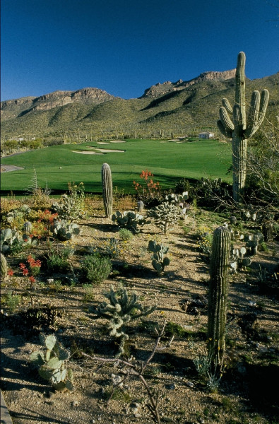 AZCactus