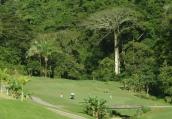 Golfers-rainforestLSM.jpg