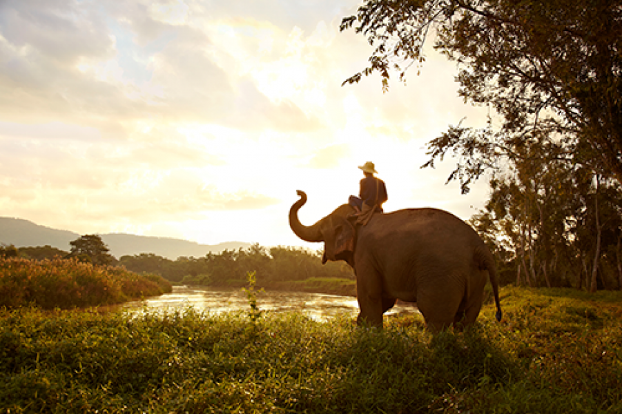 Anantara Golden Triangle Elephant Camp Resort Spa Elephant and Mahout2