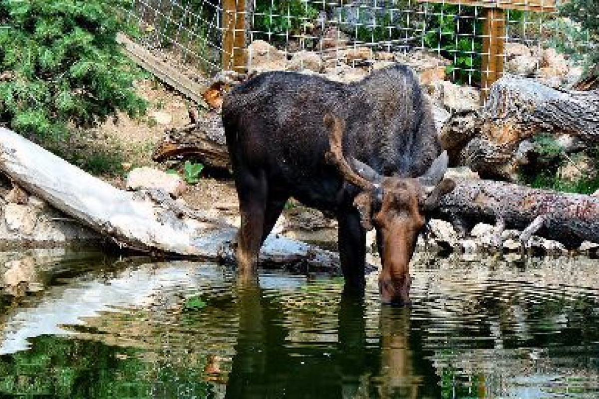 zooTahoma