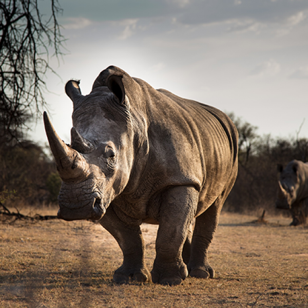 Nashorn